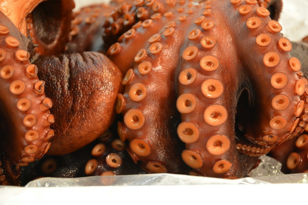 Céphalopodes