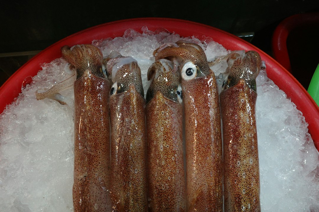 Calamar