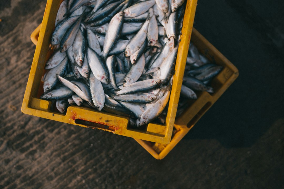 Caisses de poissons frais