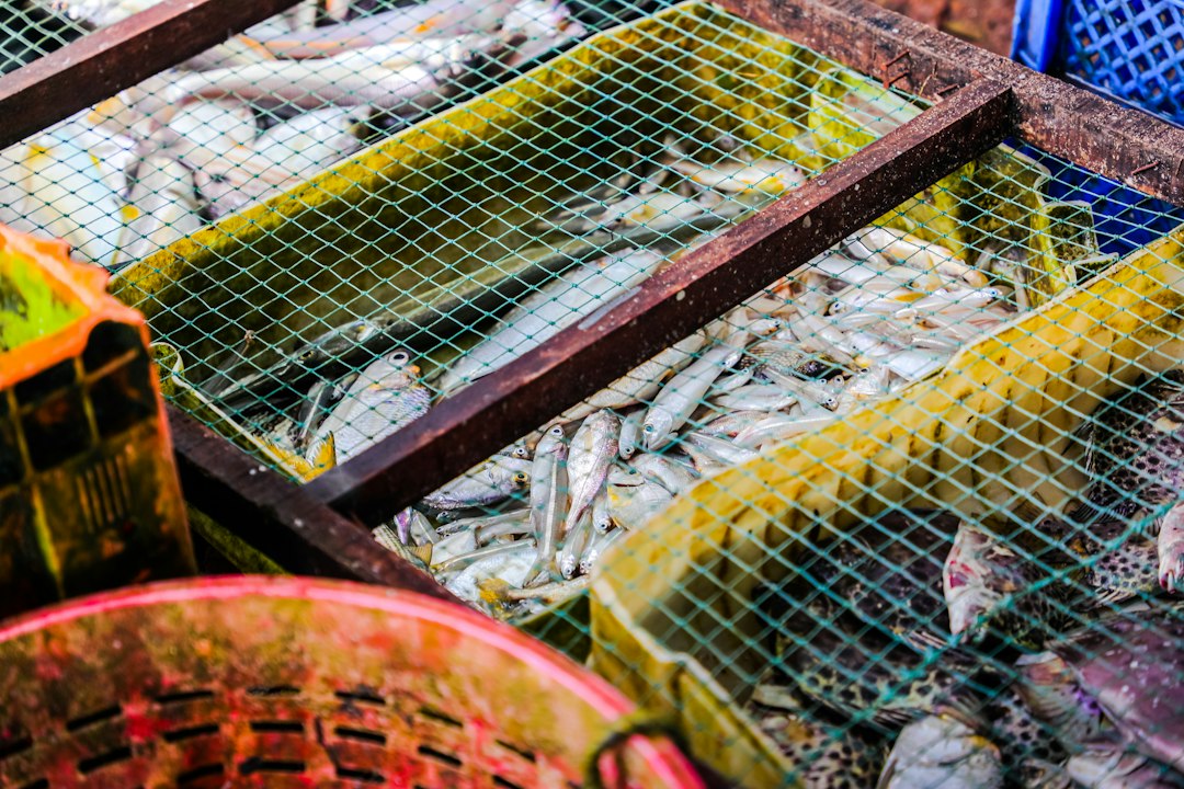 Poissons frais à la criée