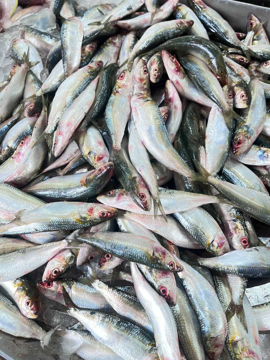 Sardine